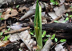 Jack-in-the-pulpit