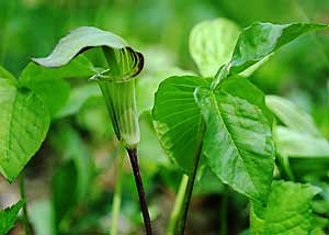 Jack-in-the-pulpit