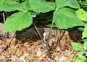 Jack-in-the-pulpit