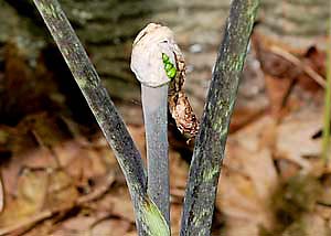 Jack-in-the-pulpit