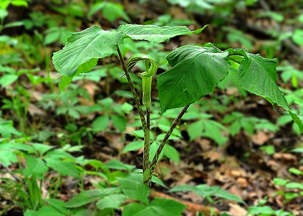 Jack-in-the-pulpit