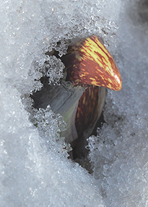 Skunk Cabbage March 2014