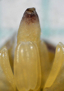 Skunk Cabbage March 2014