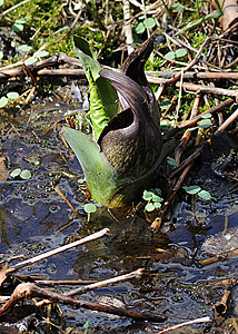 Skunk Cabbage March 2014