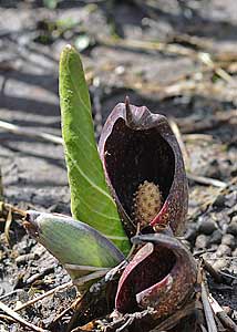 Skunk Cabbage March 2010