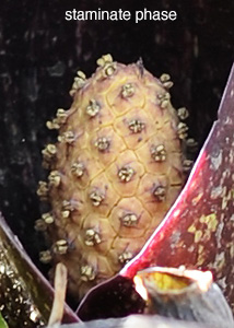 Skunk Cabbage March 2010