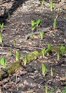 Skunk Cabbage March 2010