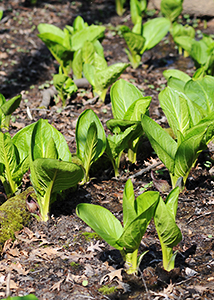 Skunk Cabbage March 2010