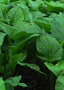 Skunk Cabbage March 2010