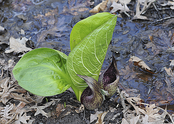 Skunk cabbage