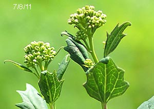 Pale Indian Plantain