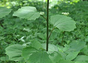 Pale Indian Plantain