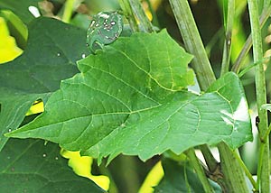 Pale Indian Plantain