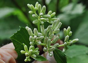 Pale Indian Plantain