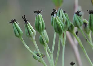 Pale Indian Plantain