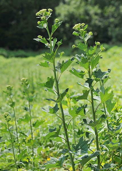 Pale Indian Plantain