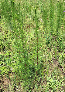 field sagewort-10