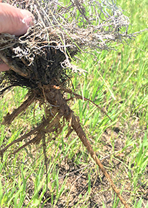 field sagewort-7