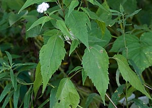 White Snakeroot