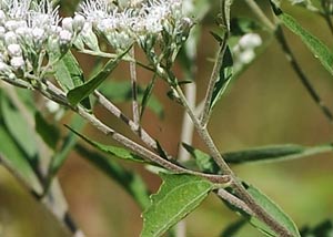 White Snakeroot