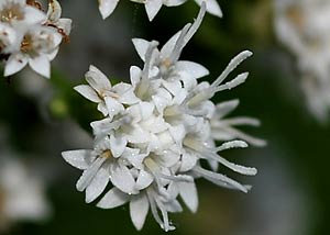 White Snakeroot