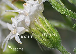 White Snakeroot