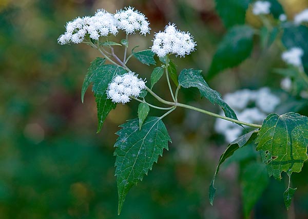 White Snakeroot