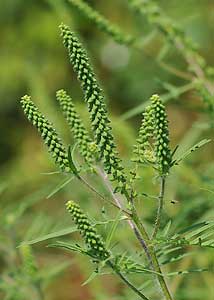 Annual ragweed-1