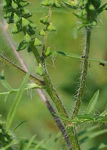 Annual ragweed-2