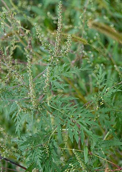 Annual ragweed-3