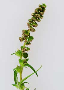 Annual ragweed-3