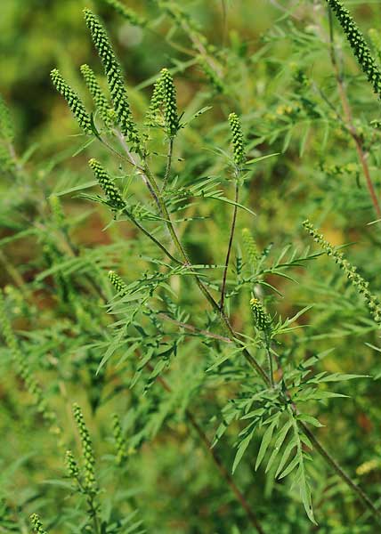 Annual ragweed