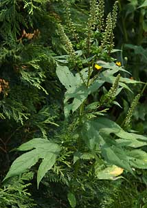 Giant ragweed-4