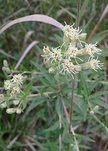 False Boneset-1