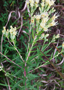 False Boneset-3