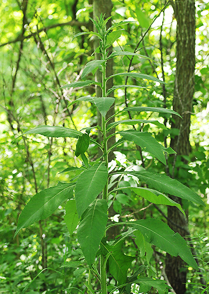 Tall thistle