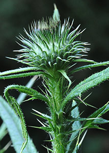 Bull thistle-1