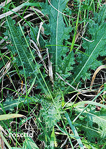 Bull thistle-2