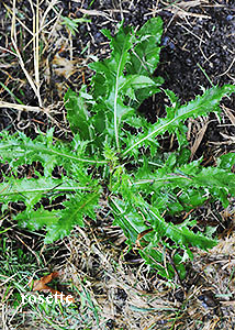 Bull thistle-3