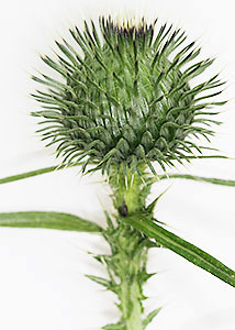 Bull thistle-4