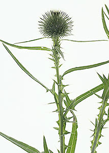 Bull thistle-1