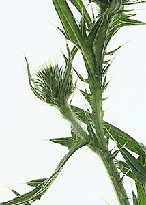 Bull thistle-2