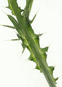 Bull thistle-4