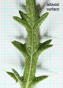 Bull thistle-3