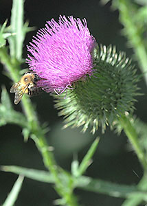 Bull thistle-2