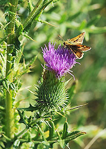 Bull thistle-4