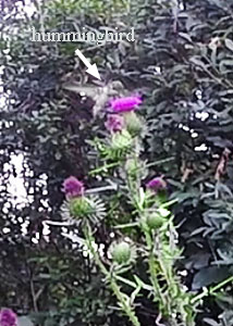 Bull thistle-1