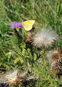 Bull thistle-3