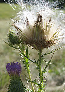 Bull thistle-4