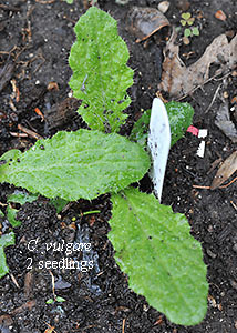 Bull thistle-1